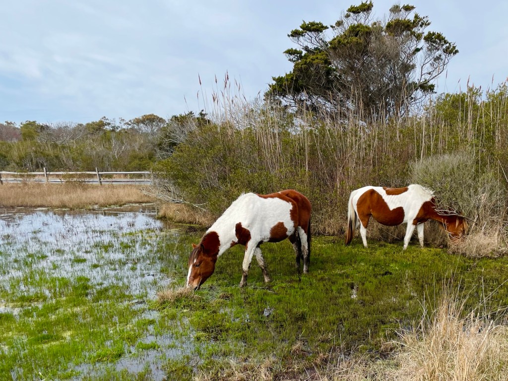 Slumber party with the wild horses of Assateague&nbsp;Island