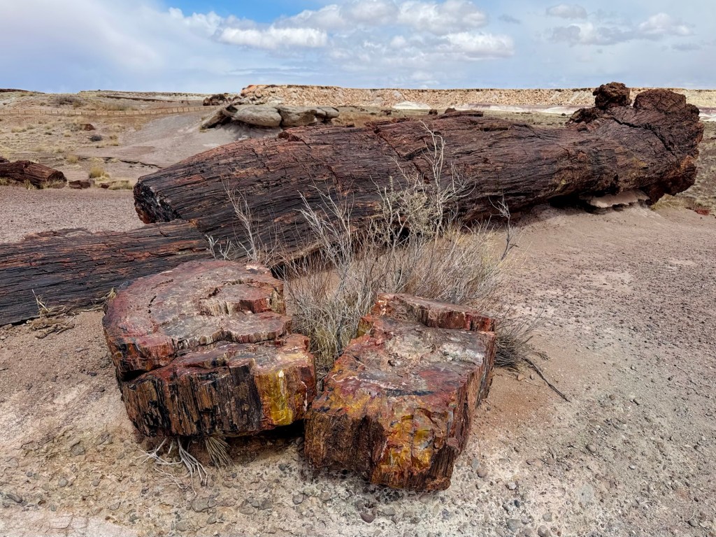 Petrified Forest: Geocaching at Giant&nbsp;Logs