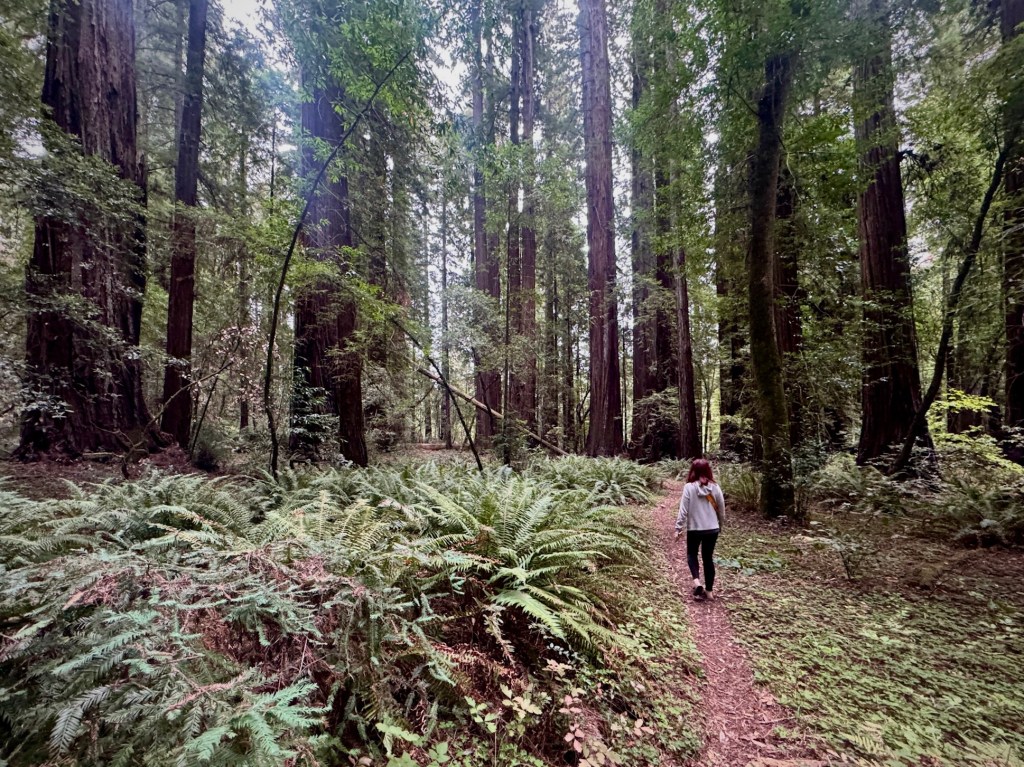 John B. Dewitt&nbsp;Redwoods