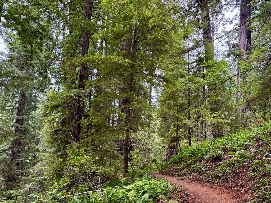 Rain in the&nbsp;Redwoods