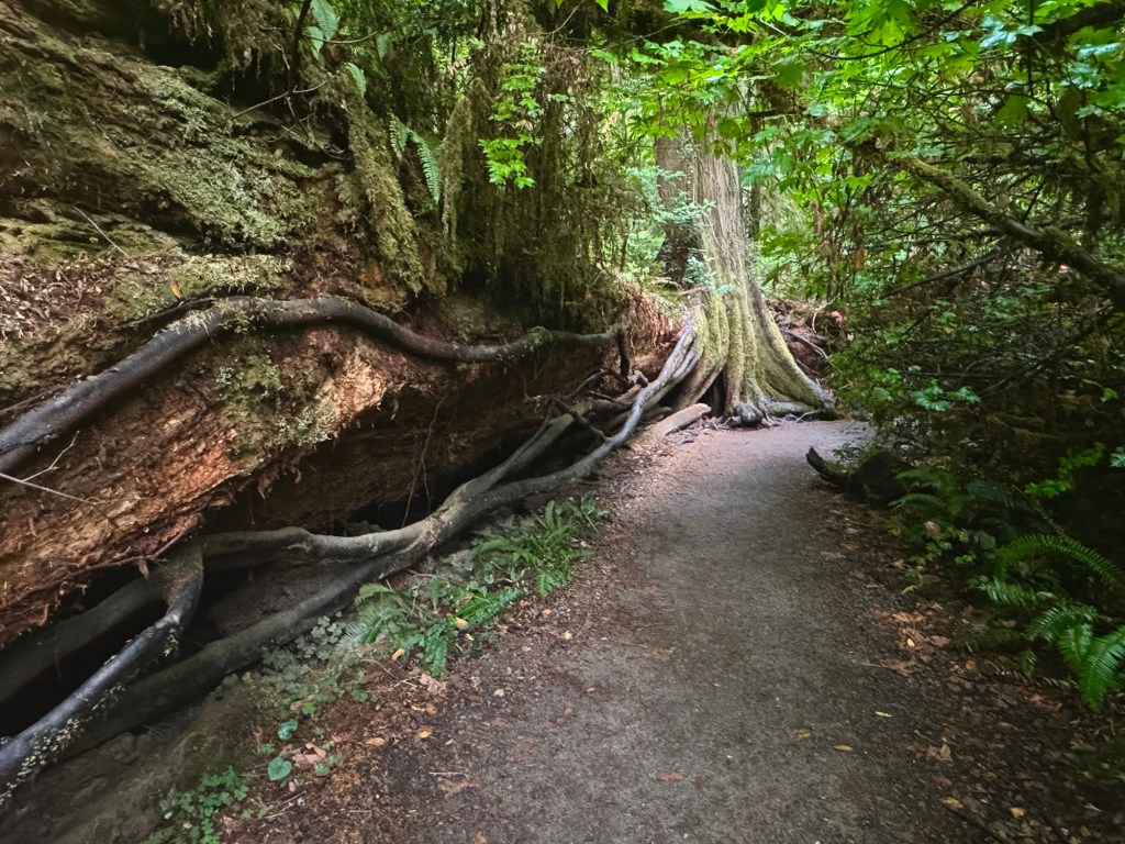 Grove of the&nbsp;Titans