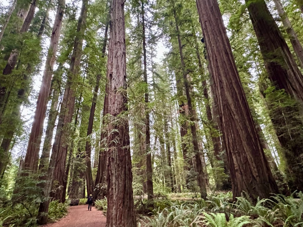 Stout Memorial Grove