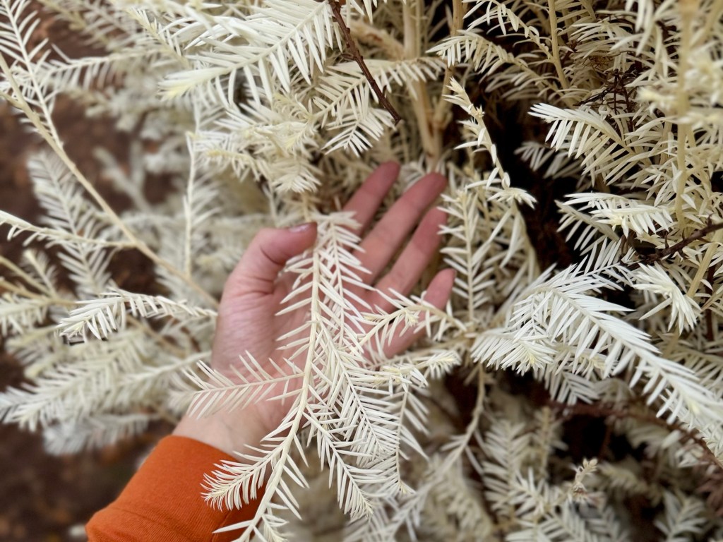 Humboldt’s Albino Redwoods
